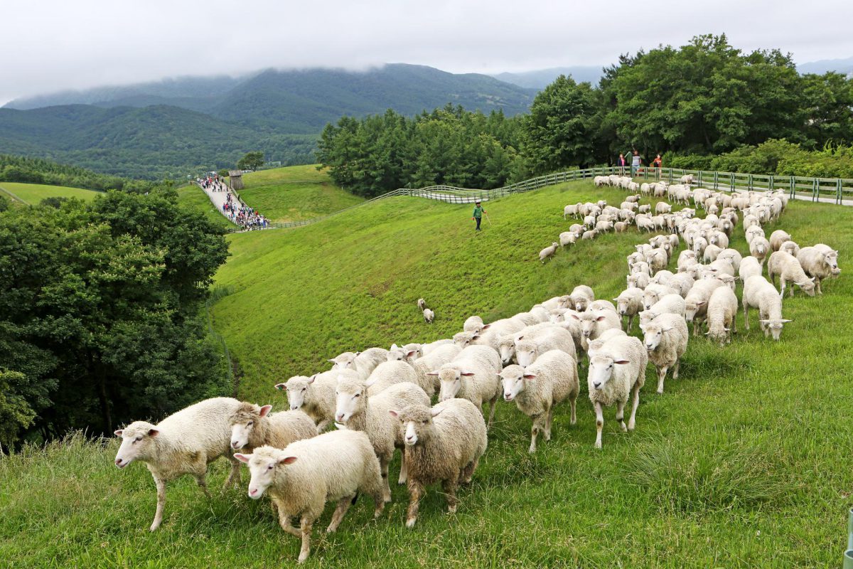 مزرعه گوسفند دگوالیونگ